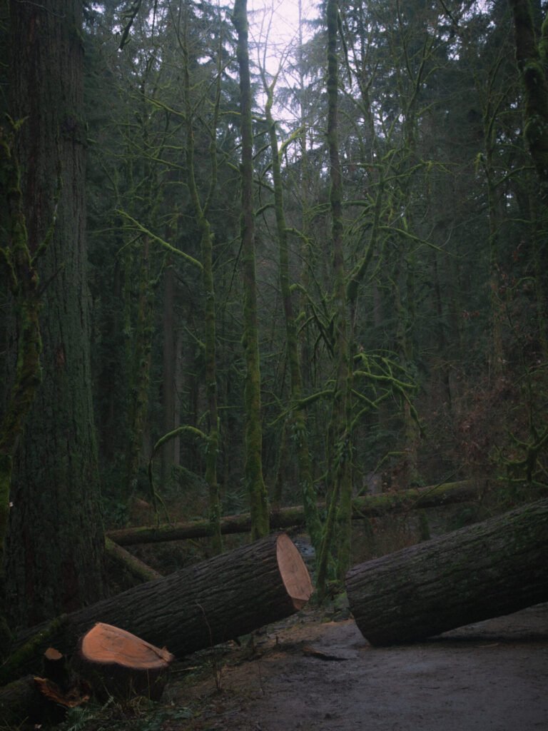 Vertudazo Print 0019